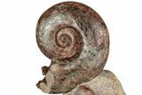 Free-Standing Fossil Ammonite Display - France #227341-2